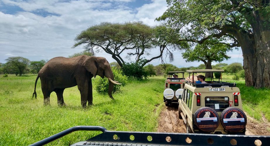 Jongerenreizen Tanzania olifant